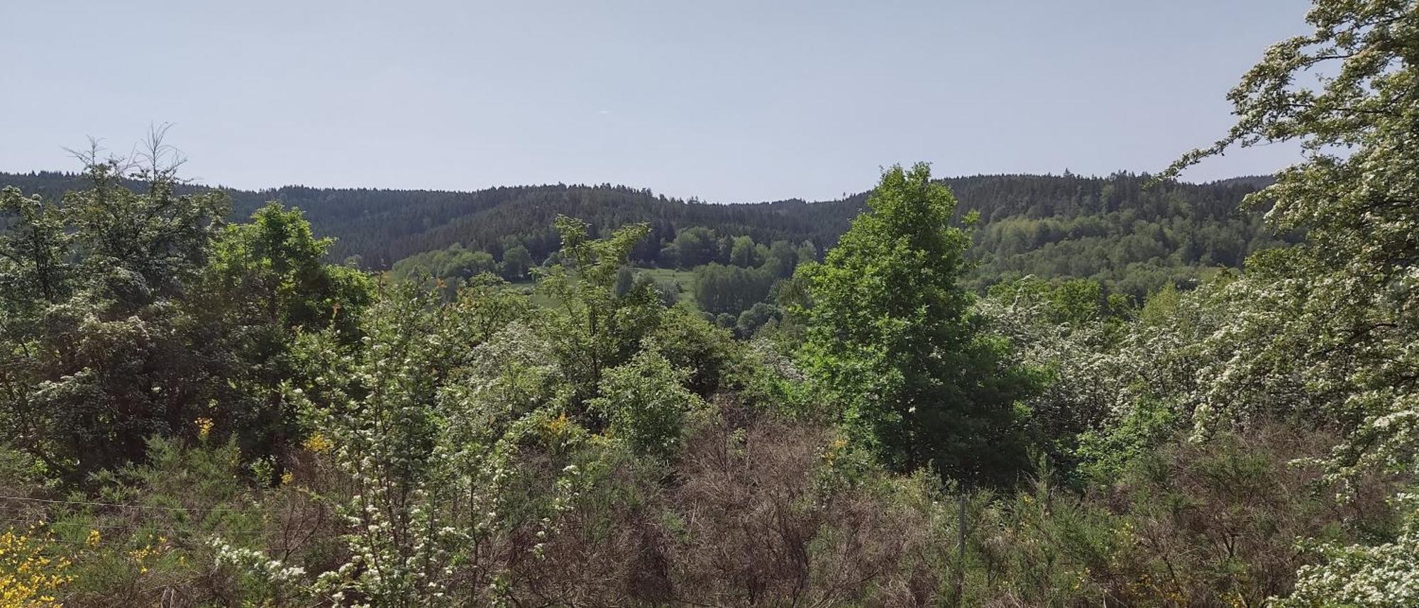 Sessles Waldhaeusschen Dietzhausen Suhl Exteriér fotografie